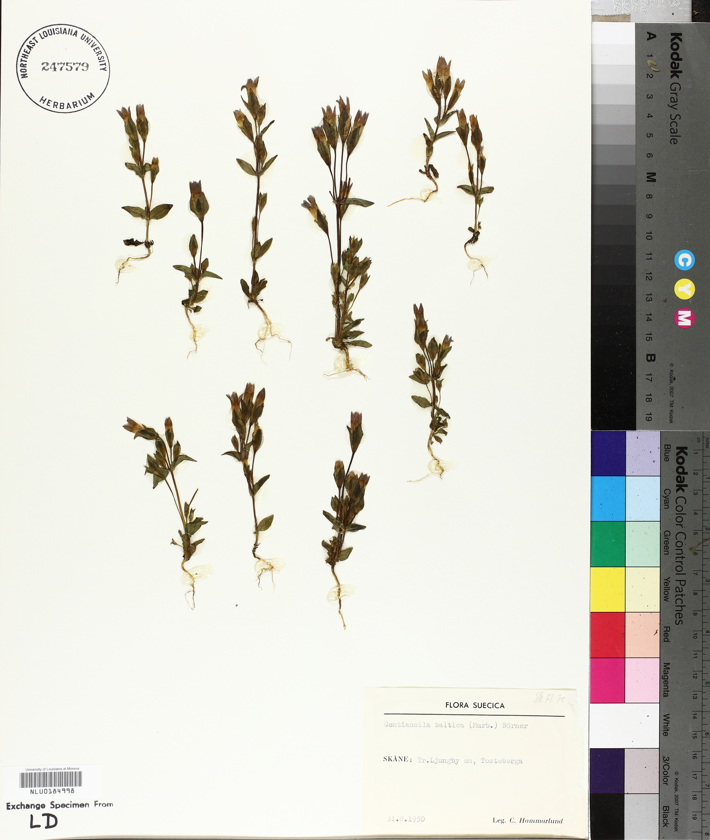 Gentianella campestris subsp. baltica image