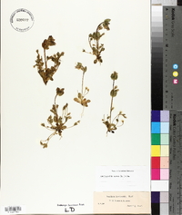 Gentianella aurea image