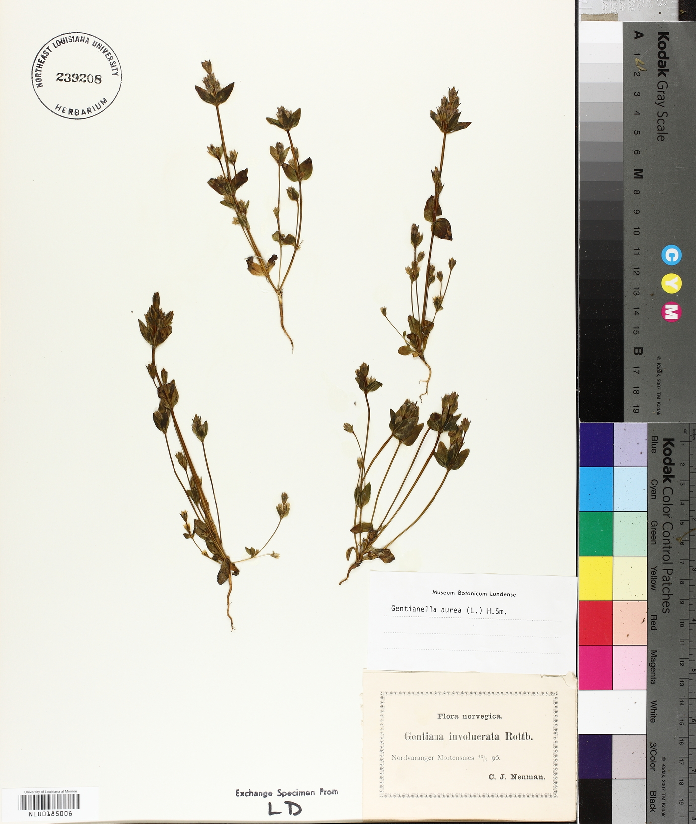 Gentianella aurea image
