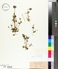 Gentianella aurea image