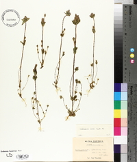 Gentianella aurea image