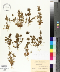 Gentianella aurea image