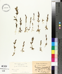 Gentianella amarella image