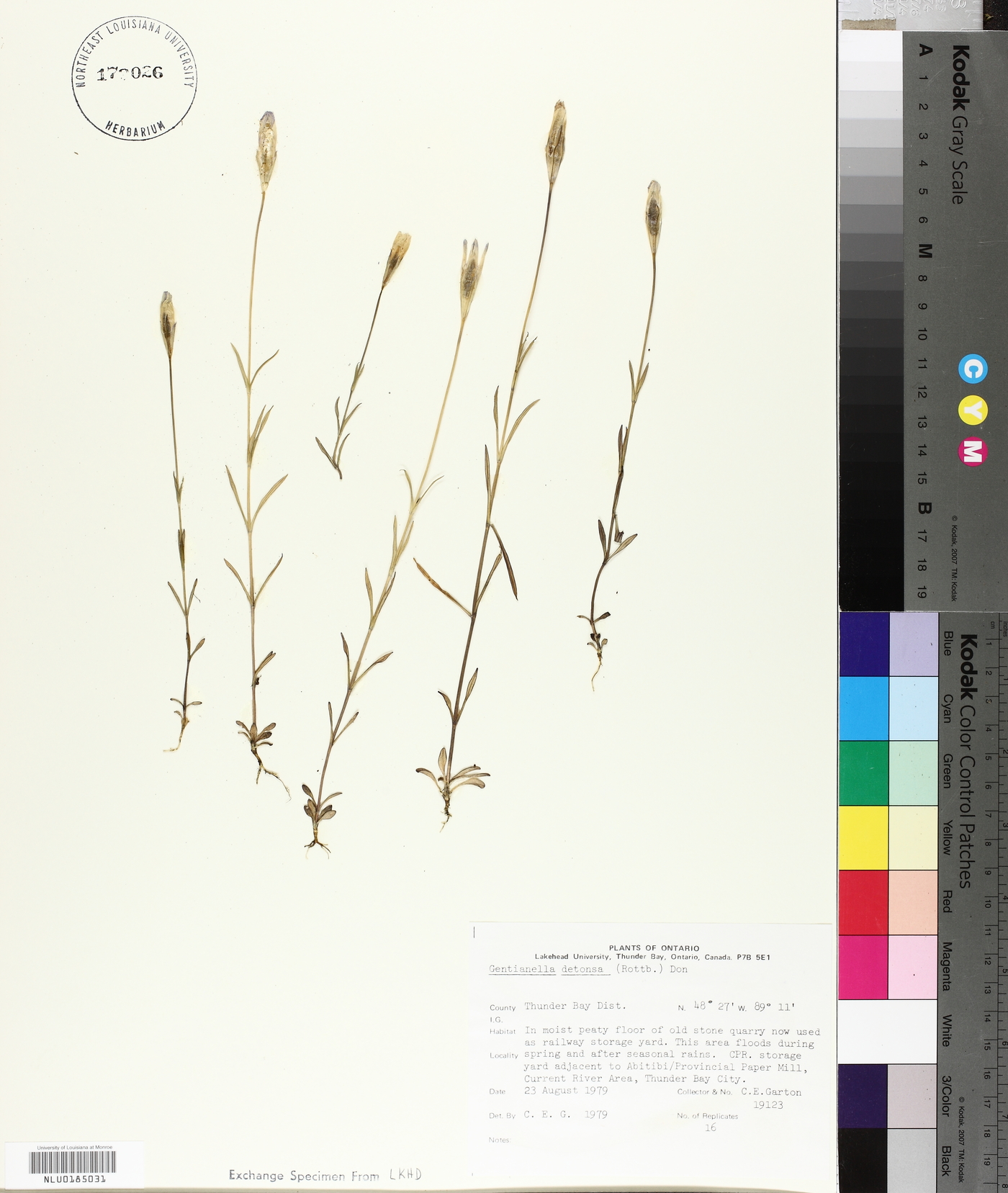 Gentianopsis detonsa subsp. detonsa image