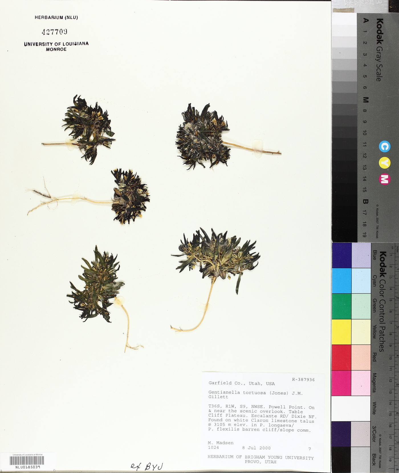 Gentianella tortuosa image