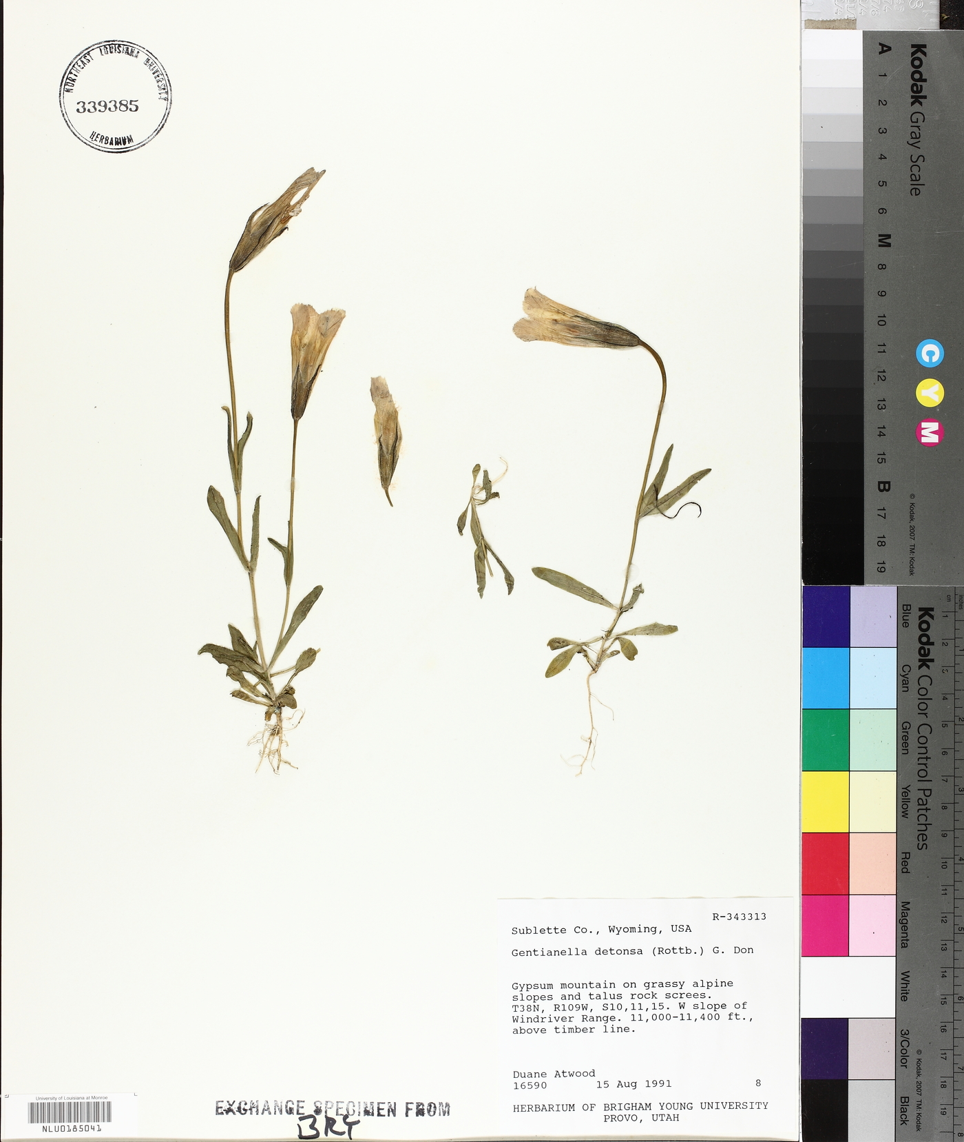 Gentianopsis detonsa subsp. detonsa image