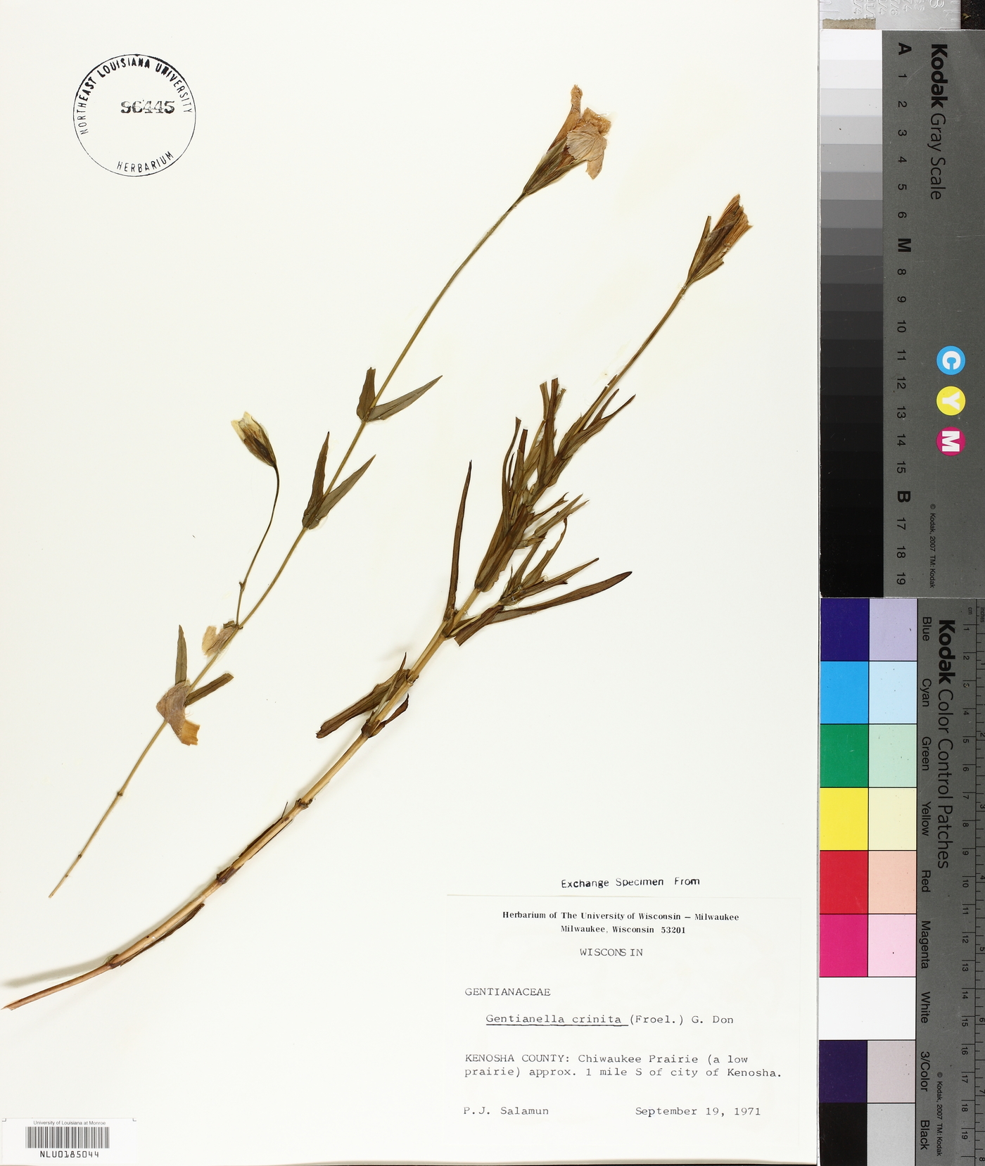 Gentianella crinita image
