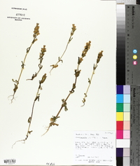 Gentianella amarella image