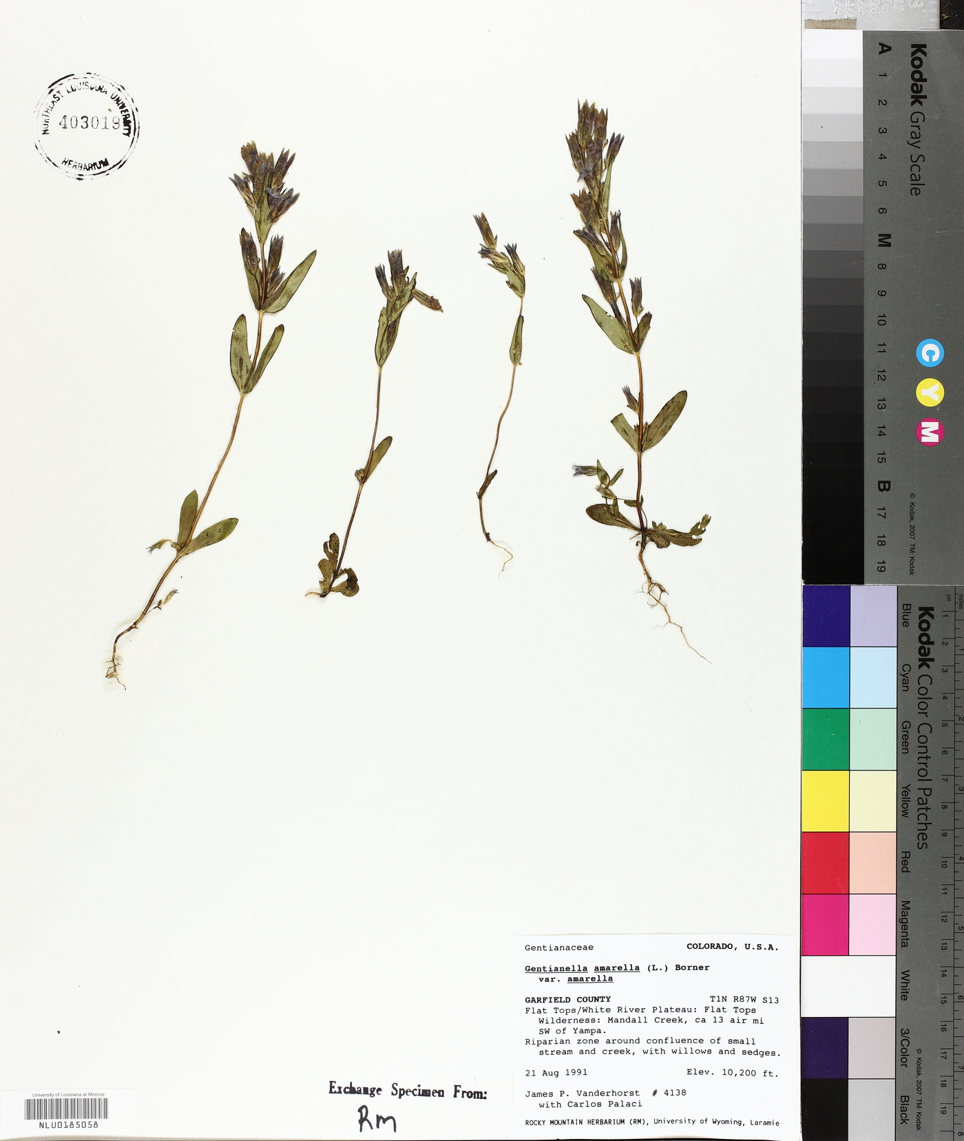 Gentianella amarella subsp. amarella image