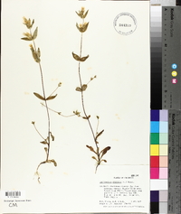 Gentianella amarella image