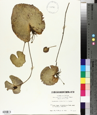 Nymphoides indica image
