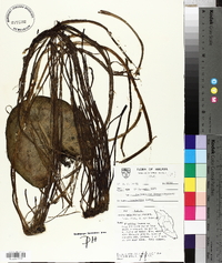 Nymphoides indica image