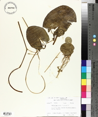 Nymphoides indica image