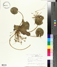 Nymphoides indica image