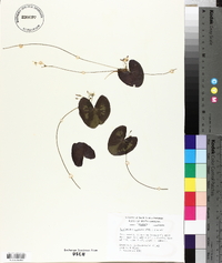 Nymphoides cordata image