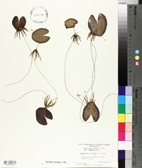 Nymphoides cordata image