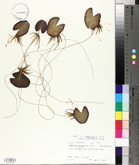Nymphoides cordata image