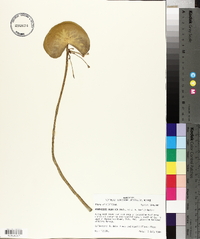 Nymphoides aquatica image