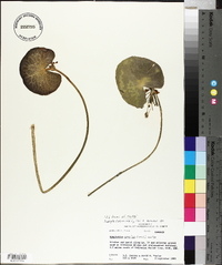 Nymphoides aquatica image