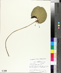 Nymphoides cordata image