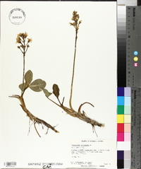 Menyanthes trifoliata image