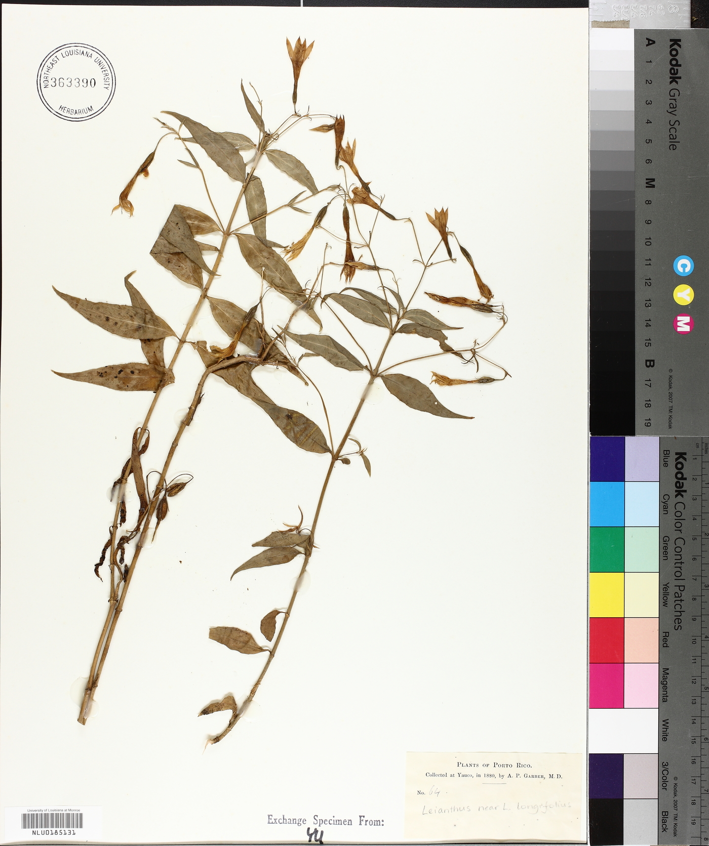Lisianthus longifolius image