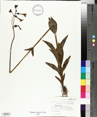 Chelonanthus alatus image