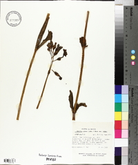 Chelonanthus alatus image