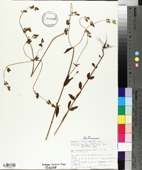 Halenia brevicornis image