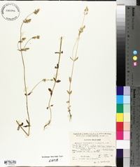 Halenia brevicornis image