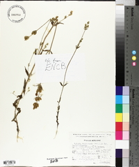 Halenia brevicornis image