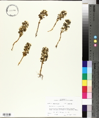 Obolaria virginica image
