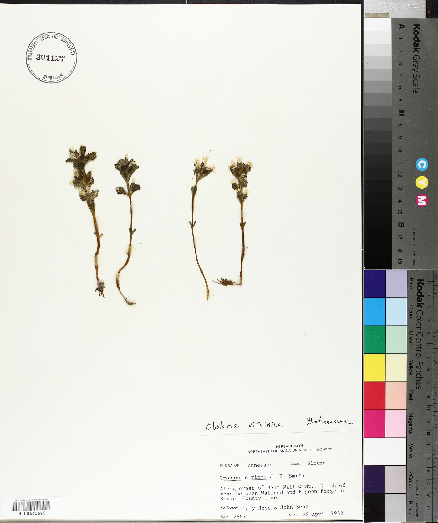 Orobanche minor image