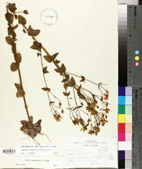 Sabatia angularis image