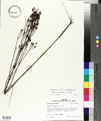 Sabatia angularis image