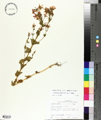 Sabatia angularis image