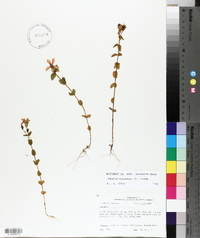 Sabatia angularis image