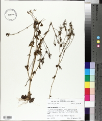 Sabatia angularis image