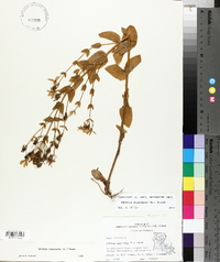 Sabatia angularis image