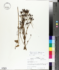 Sabatia angularis image