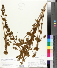 Sabatia angularis image