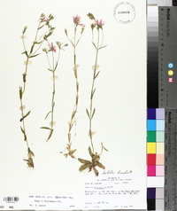 Sabatia brachiata image