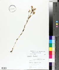 Sabatia brachiata image