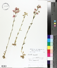 Sabatia brachiata image