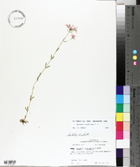 Sabatia brachiata image