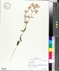 Sabatia brachiata image