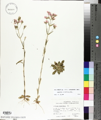 Sabatia brachiata image