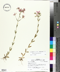 Sabatia brachiata image