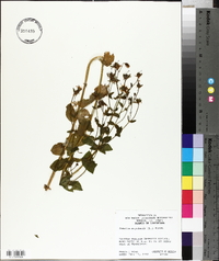 Sabatia angularis image