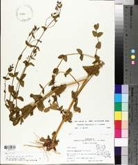 Sabatia angularis image